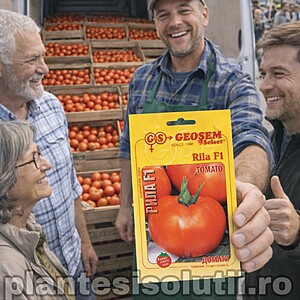 Seminte de tomate Rila F1 1000 sem