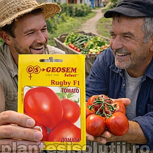 Seminte de tomate Rugby F1, 50 seminte