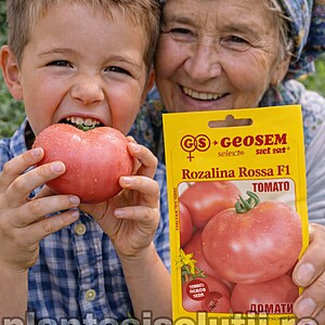 Rozalina Rossa F1 Roz, 50 seminte