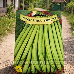 Fasole fideluta pitică Harvester, 50 seminte