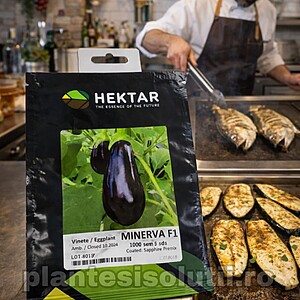 Seminte vinete MINERVA F1, 50seminte