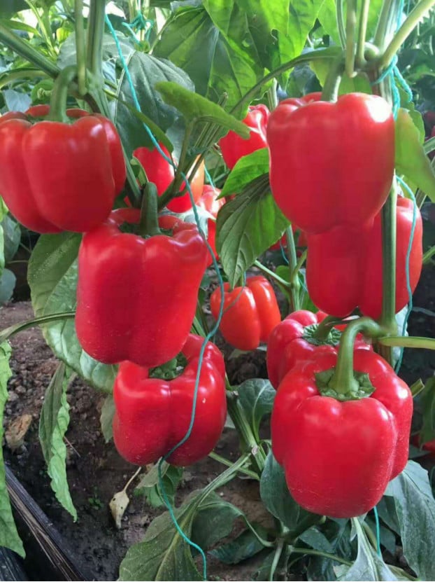 ardei asti red