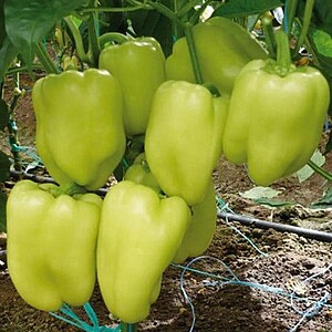 Semințe Ardei Gras Dulce – Soi Soroksari