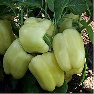 Semințe Ardei Gras Barbara