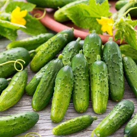 castraveti-conny-f1-280-seminte-castraveti-cornison-cu-randament-mare~19116