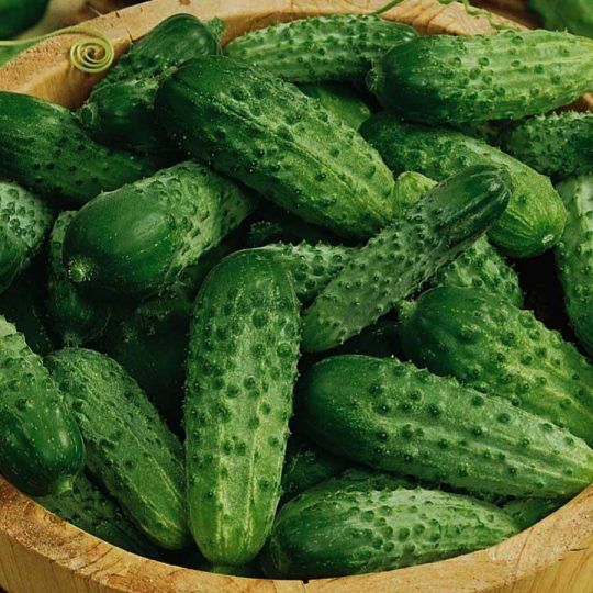 castraveti-cornichon-