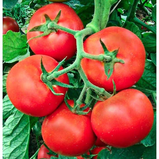 domati_stara_mechta_f1_2-550x550h