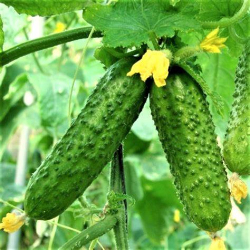 Semințe castraveți Ekol F1 Semințe castraveți Ekol F1