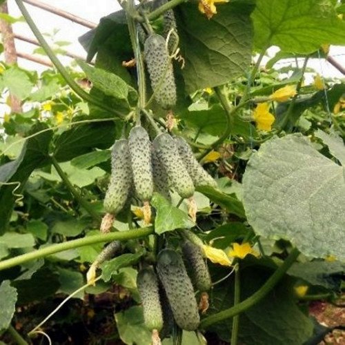 Semințe castraveți Ekol F1 Semințe castraveți Ekol F1