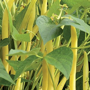 Seminte de Fasole Pitica Dior