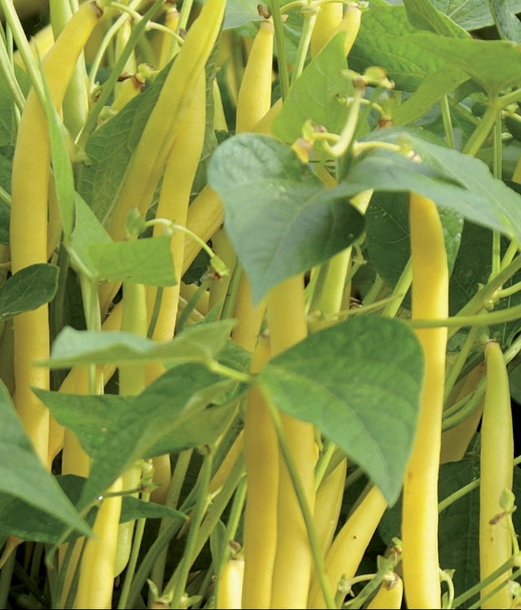 Seminte de Fasole Pitica Dior Seminte de Fasole Pitica Dior