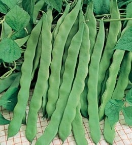 Seminte de fasole urcatoare verde lata Marconi Seminte de fasole urcatoare verde lata Marconi