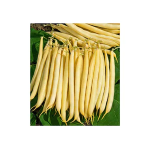 Seminte de fasole urcatoare galbena rotunda Kentucky Wonder Wax 70g