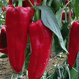 Seminte Ardei capia KAPTUR F1