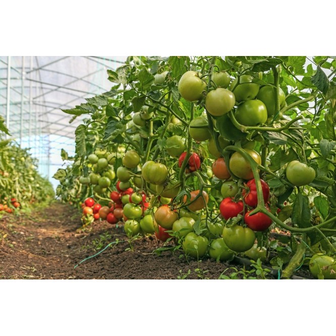 rosii-medelina-4-666x666w