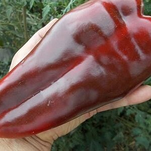 Semințe Ardei Kapia – Ureche de Elefant