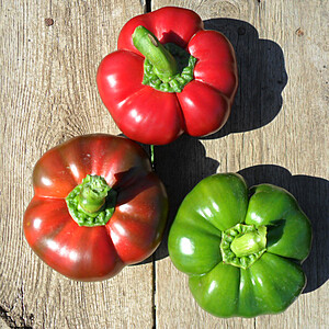 seminte-ardei-gogosar-stef-