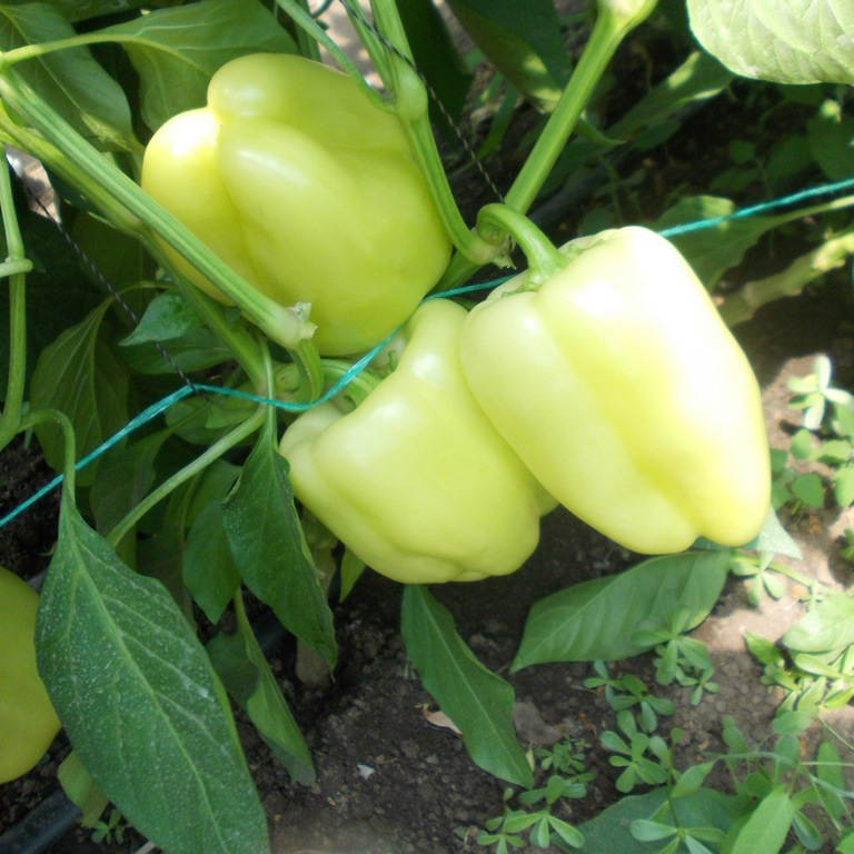 Seminte de ardei gras Daciana F1 Seminte de ardei gras Daciana F1