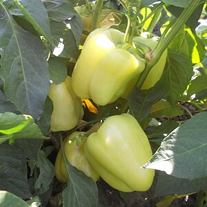 Seminte de ardei gras Daciana F1