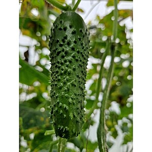 Seminte de castraveti Prut F1