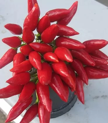 seminte-de-ardei-iute-dattero-1-gram