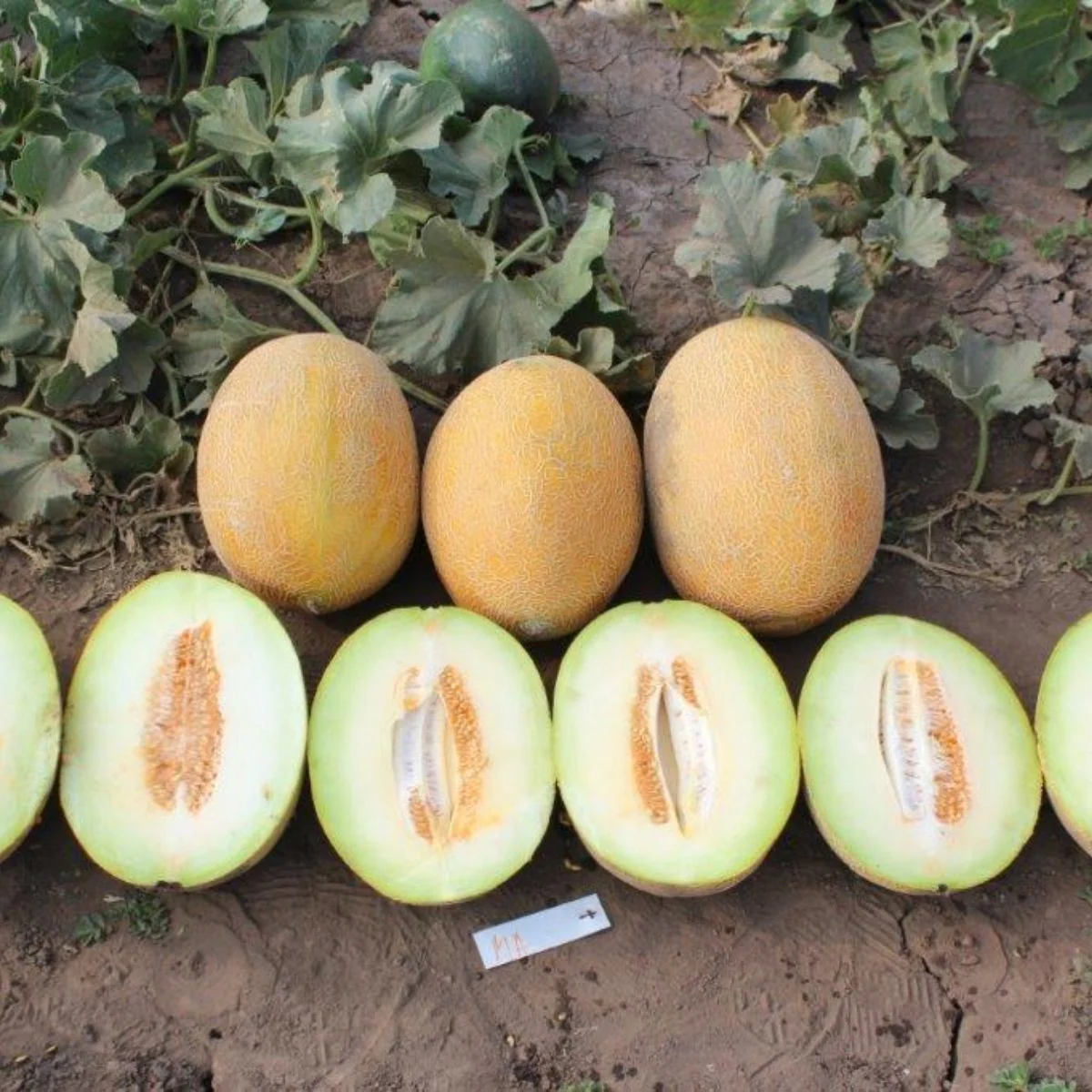 seminte-de-pepene-galben-flander-f1-500-seminte-syngenta_8937_1_1662469358