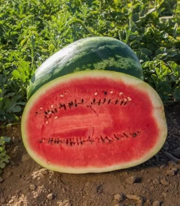 seminte-de-pepene-samantha