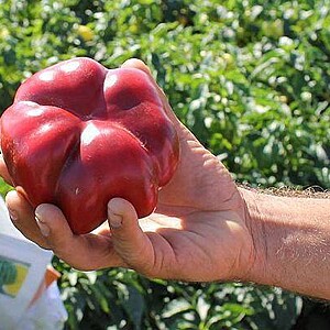 Semințe Ardei Gogoșar Zeleni Rotund