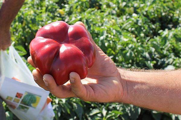 seminte-profesionale-gogosar-romanesc Semințe Ardei Gogoșar Zeleni Rotund