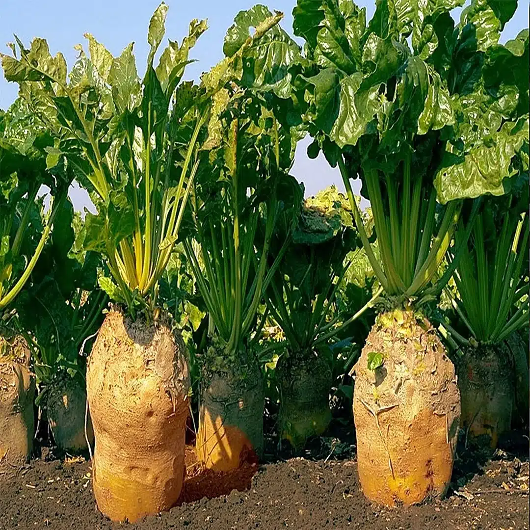 seminte-sfecla-furajera-ursus-poly-t