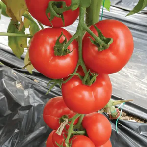 seminte-tomate-optima-f1