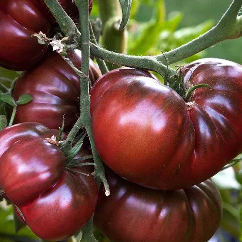 tomate-black-crimea-f1-1