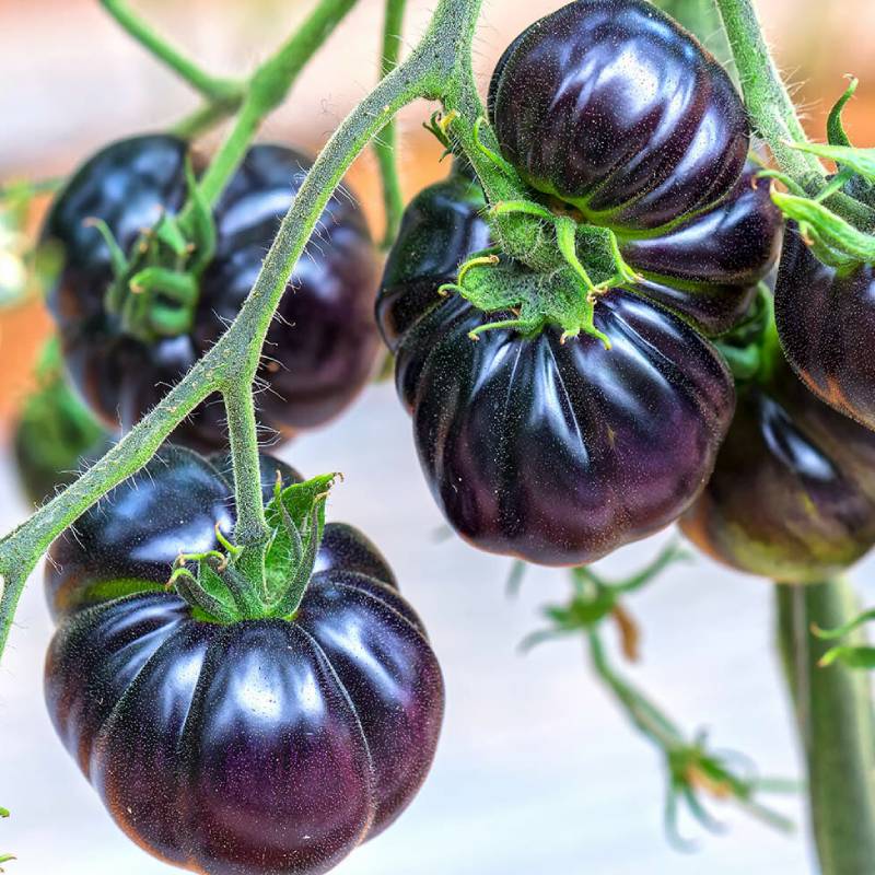 tomate-costolutto-blue-f1-1