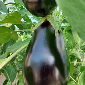 Seminte, de ,Vinete, Alexandra