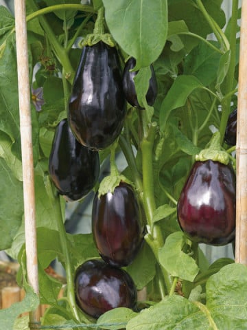 Vinete Bonica F1 Vinete Bonica F1