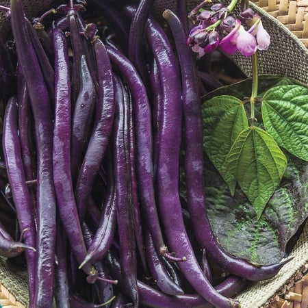 violetto-100-gr-seminte-fasole-pitica-violet-cu-pastai-cilindrice-fara~55225