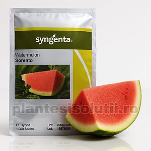 Seminte Pepene verde SORENTO F1, Syngenta - 1000 seminte