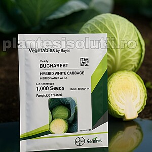 Seminte de varza Bucharest F1, 1000 seminte, Seminis