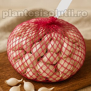 Arpagic alb White Snowball (OLANDA) calibru 8//21, 500g