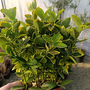 Euonymus japonicus / Salba japoneza (Ghiveci 13 cm)