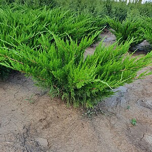 Ienupar(juniperus) Verde/Gri Semitarator in ghiveci de 3 litri