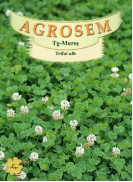 Trifoi_alb_Plic