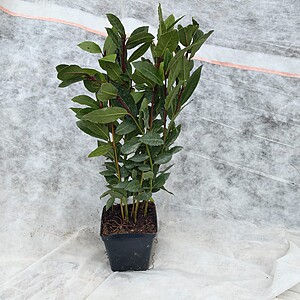 Dafin Comestibil 30-40 cm