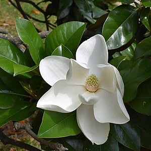 Magnolia Grandiflora Ghiveci 5 litri, inaltime 100 cm