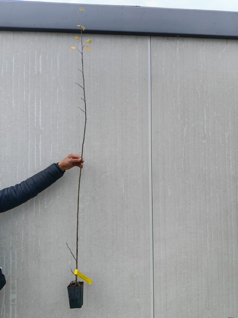 WhatsApp-Image-2025-10-17-at-11.05.29-768×1024