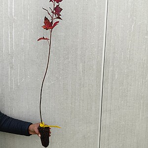 Artar rosu 80-100 cm