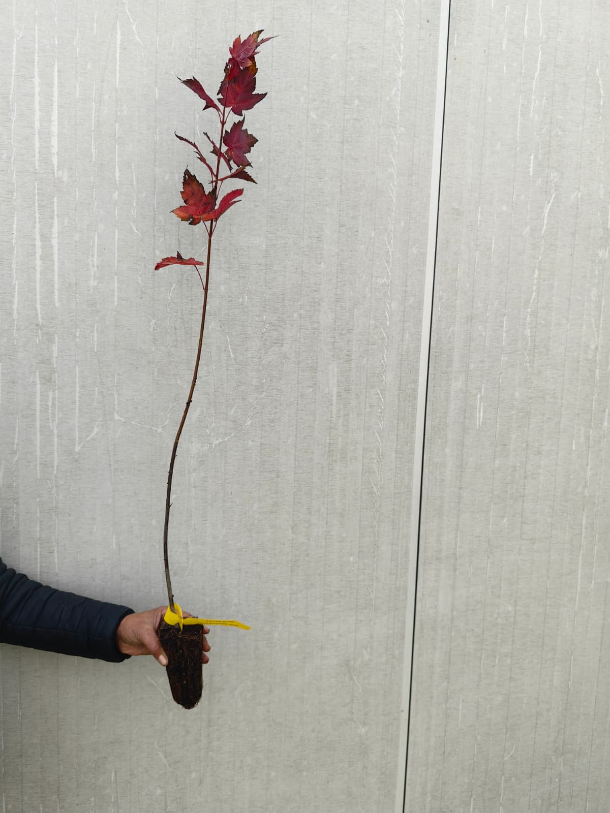 Artar rosu 80-100 cm Artar rosu 80-100 cm