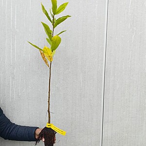 Castan comestibil 70-80 cm