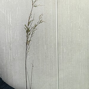 Tamarix galica 100-130 cm