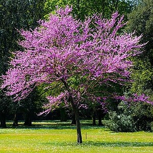 Arborele lui Iuda 1.00-1.20 m